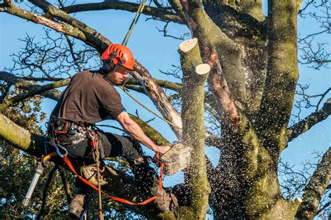 Tree Services .